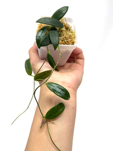 Hoya Lyi