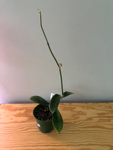 Load image into Gallery viewer, 236. Hoya Melifua