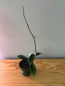 236. Hoya Melifua