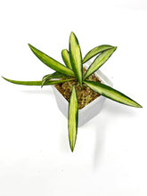 Load image into Gallery viewer, Hoya Kentiana Variegated