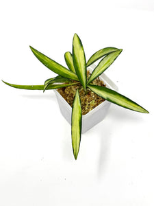 Hoya Kentiana Variegated