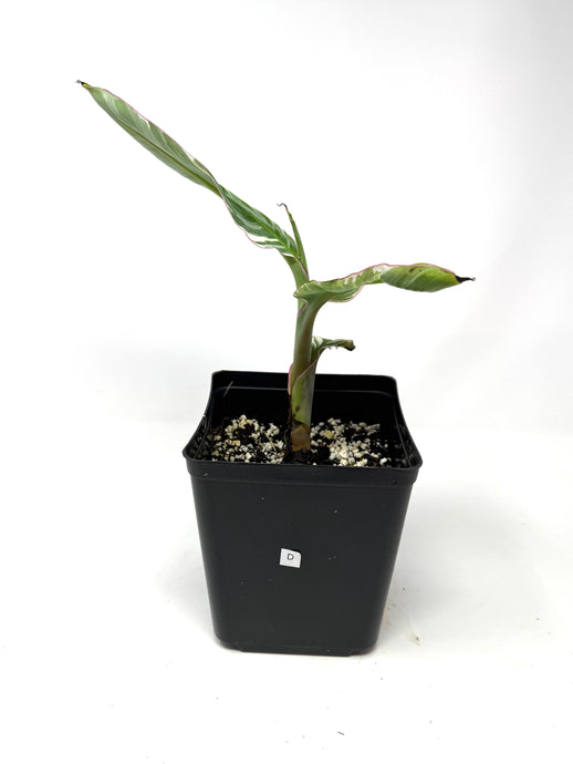 Musa Ae Ae Variegated Banana Tree (Ships within Canada only) D