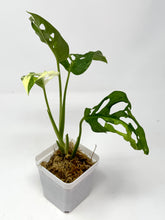 Load image into Gallery viewer, Monstera Adansonii Variegated G