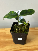 Load image into Gallery viewer, 178. Hoya Cystiantha