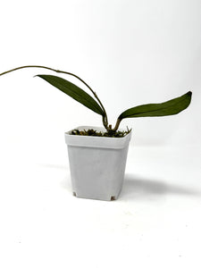 Hoya Lambii Silver A