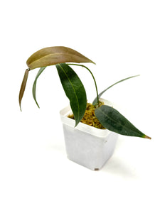 Hoya Brassii