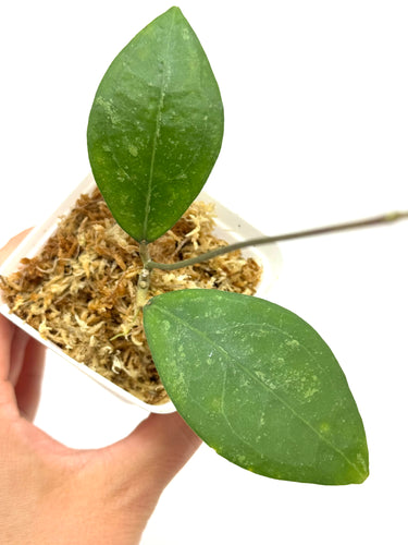 Hoya Erythrostemma Splash