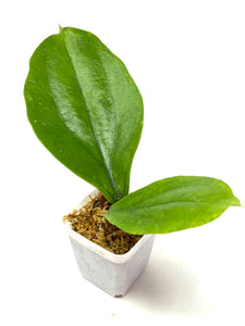 Hoya Lambii