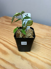 Load image into Gallery viewer, 115. Hoya Lacunosa Variegated