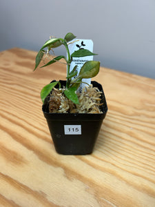 115. Hoya Lacunosa Variegated