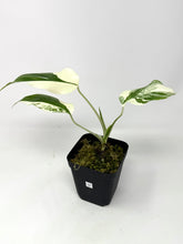 Load image into Gallery viewer, Monstera Deliciosa Albo Variegated O