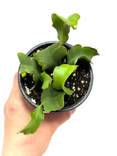 Load image into Gallery viewer, Epiphyllum Guatemalense ‘Monstrosa’ ‘Orchid Cactus’ (Ships within Canada only)