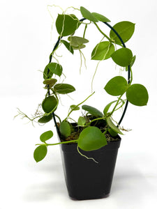 Dischidia Pectinoides X Cleistantha Pink Flower (trellised)