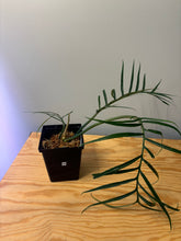 Load image into Gallery viewer, 209. Philodendron Tortum