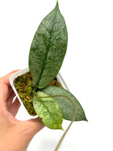 Load image into Gallery viewer, Hoya Mitrata Silver B