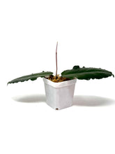 Load image into Gallery viewer, Hoya Versteegii