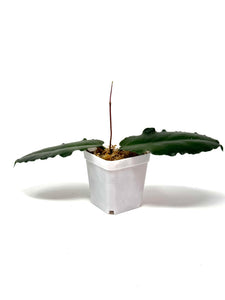 Hoya Versteegii