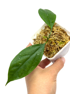 Hoya Praetorii