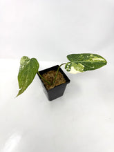Load image into Gallery viewer, Philodendron Gloriosum Variegated D