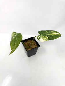 Philodendron Gloriosum Variegated D