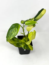 Load image into Gallery viewer, Philodendron Bipennifolium Violin Variegated A