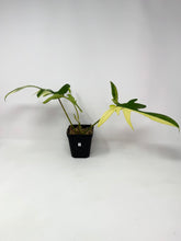 Load image into Gallery viewer, Philodendron Florida Beauty D