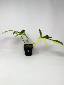 Philodendron Florida Beauty D
