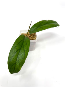 Hoya Golden Eye