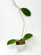 Load image into Gallery viewer, Hoya Forbesii Silver