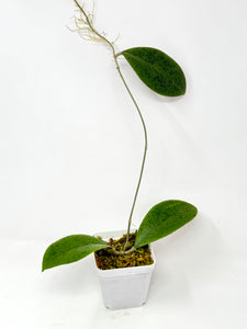 Hoya Forbesii Silver