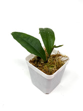 Load image into Gallery viewer, Hoya Amicabilis