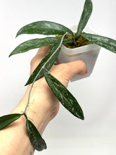 Load image into Gallery viewer, Hoya Minibelle Splash