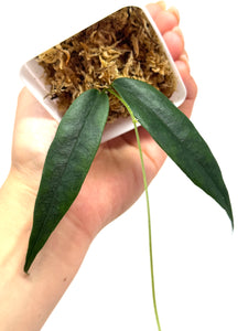 Hoya Paradisea (IM04)