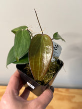 Load image into Gallery viewer, 147. Hoya Pottsii