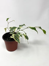 Load image into Gallery viewer, Ficus Benjamina ‘Starlight’