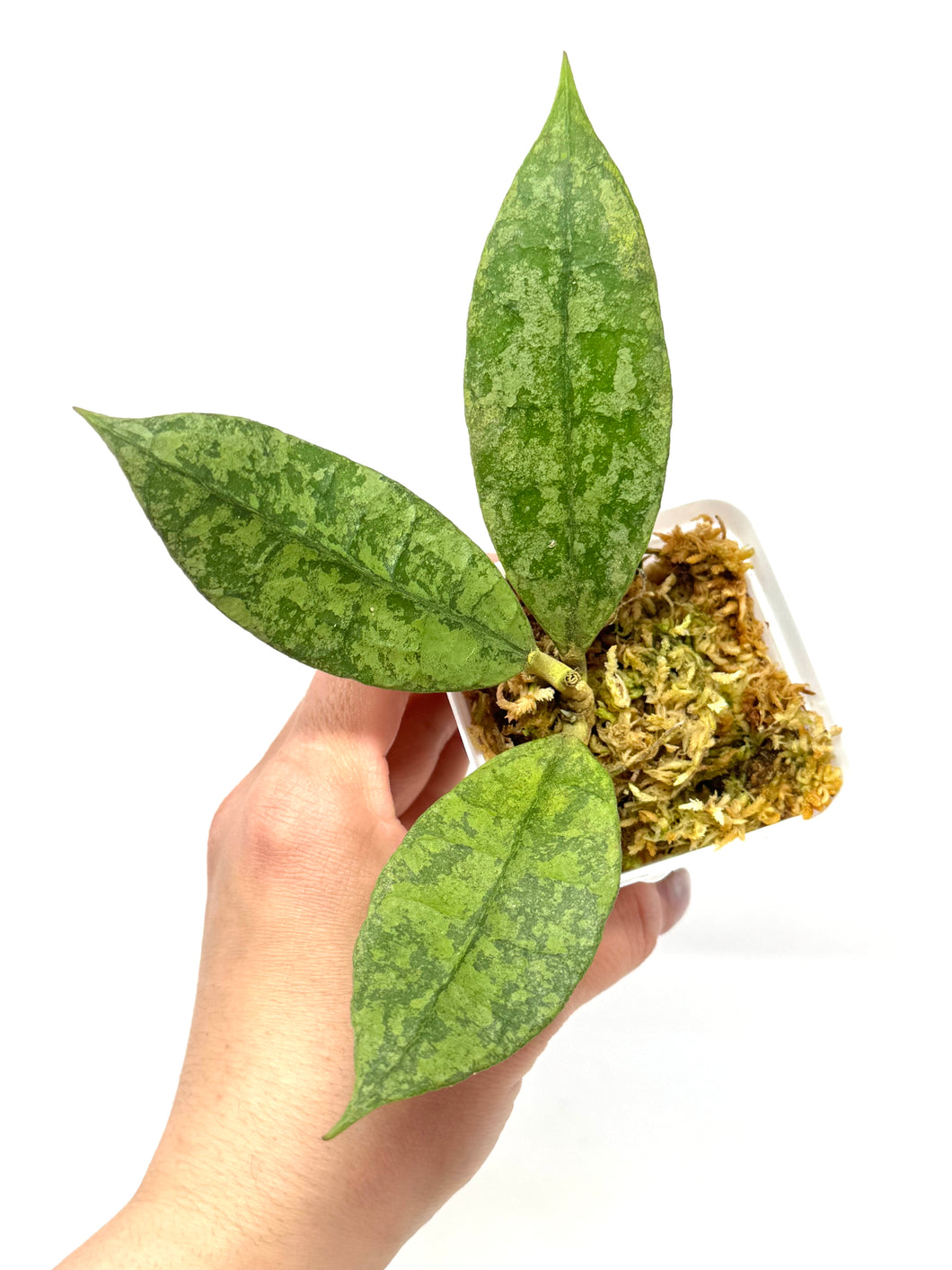 Hoya Lambii Silver A