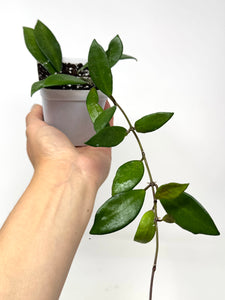 Hoya David Cummingii