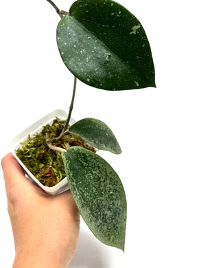 Hoya Glabra Silver A