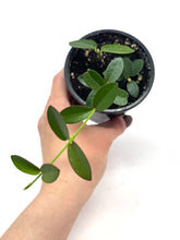 Load image into Gallery viewer, Hoya Densifolia