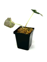 Load image into Gallery viewer, Alocasia Black Velvet Variegated F