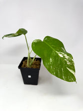 Load image into Gallery viewer, Monstera Deliciosa Albo Variegated J