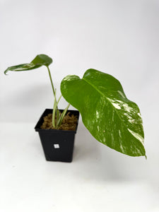 Monstera Deliciosa Albo Variegated J