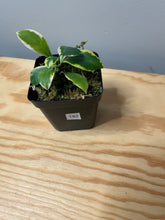 Load image into Gallery viewer, 192. Hoya Heuschkeliana Variegated