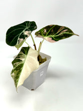 Load image into Gallery viewer, Alocasia Black Velvet Variegated A