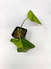 Load image into Gallery viewer, Monstera Deliciosa Aurea Variegated A