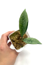 Load image into Gallery viewer, Hoya AH-074