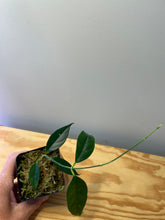 Load image into Gallery viewer, 16. Hoya Cystiantha