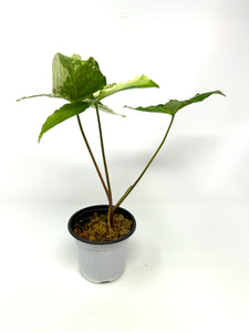 Syngonium Podophyllum Albo Variegated