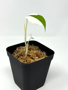 Monstera Deliciosa Albo Variegated (juvenile) B
