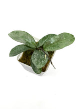 Load image into Gallery viewer, Hoya Carnosa Grey Ghost A